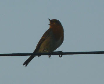 Robin singing