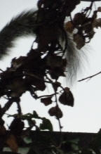 Squirrel tail disappearing along fence