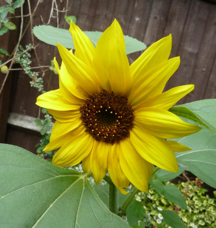 Sunflower