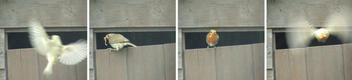 Robins going in and out shed