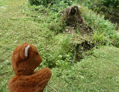 Brown Teddy with gully by River Cray