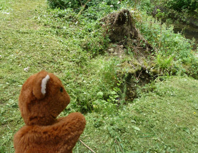 Brown Teddy with gully by River Cray