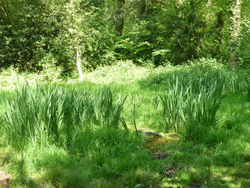 Boggy hole in Covet Wood