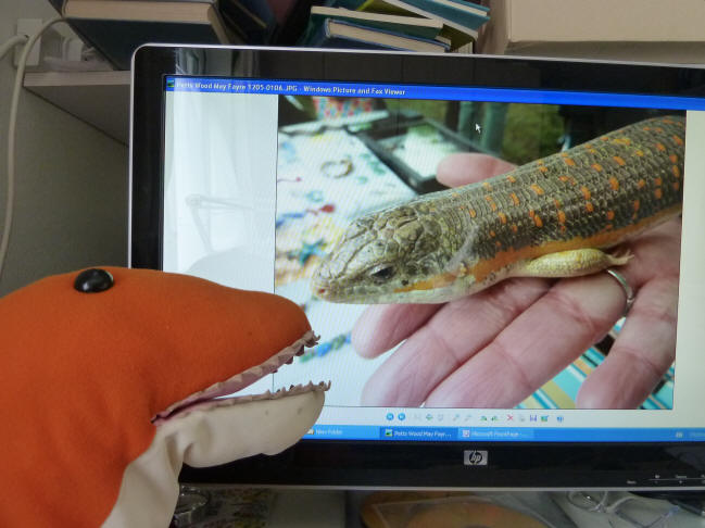 Dino with photo of Slinky