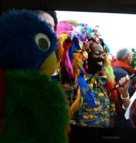 Diamond Jubilee Pageant - Blue Parrot admiring feather headress