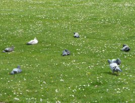 Pigeons resting on grass, Priory Park