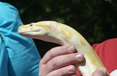 Priory Gardens Jubilee Fair - Citrine the Burmese Python