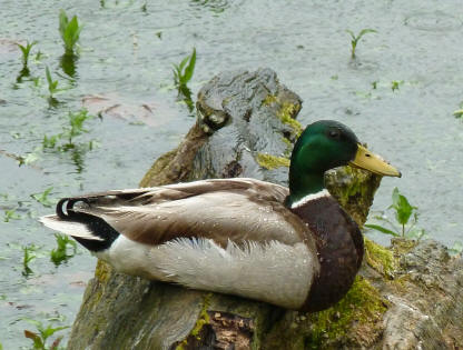 Wet duck