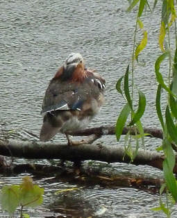 Wet ornamental duck