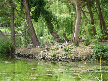 Priory pond island