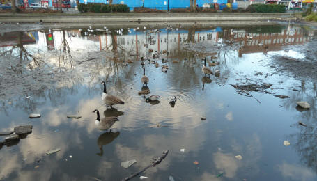 Priory Park pond with low water