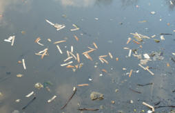 Priory Park pond excess bread