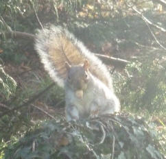 Priory squirrel 3