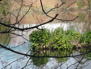 Duck island on River Cray