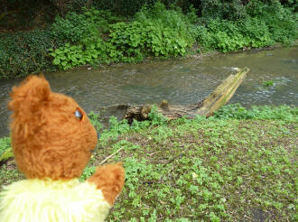 Yellow Teddy River Cray flowing