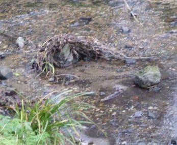 River Cray twigs