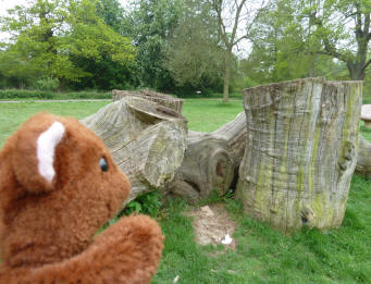 Brown Teddy with climbing logs