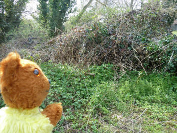 Yellow Teddy with bramble patch