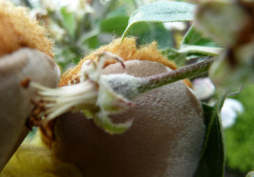 Beginnings of apple fruit