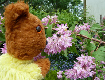 Yellow Teddy watching bees on Deutzia bush