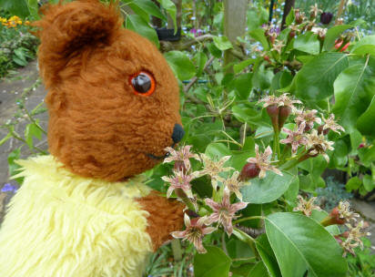 Yellow Teddy inspecting pear tree