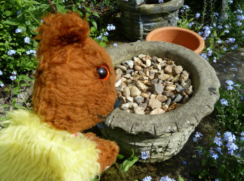 Yellow Teddy with stone pot