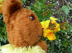 Yellow Teddy smelling wallflowers