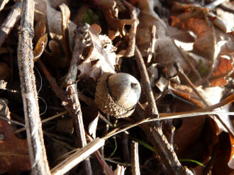 Acorns in cups