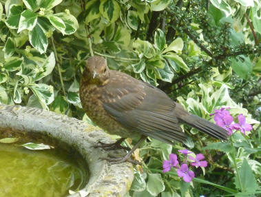 New blackbird in birdbath