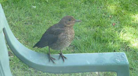 Blackbird outside kitchen window