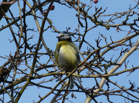 Bluetit in hawthorn tree