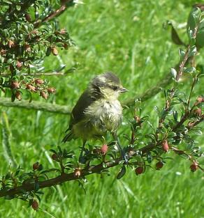 Baby bluetit