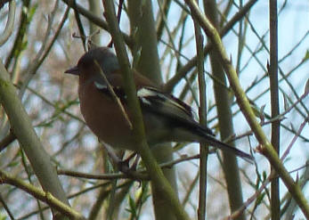 Chaffinch