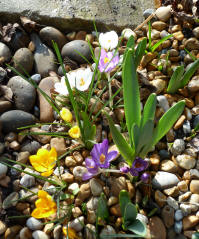 Crocuses and daffodil leaves