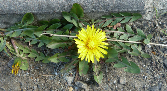 Dandelion growing in concrete crack