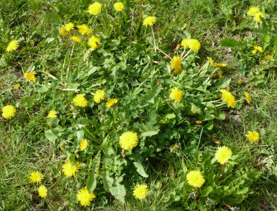 Dandelions