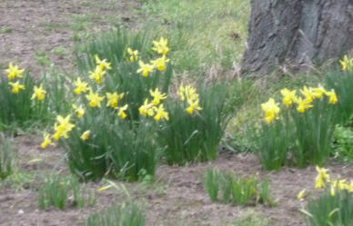 First daffodils