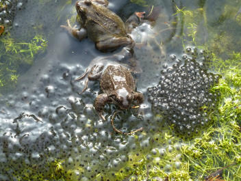 Frogs and spawn