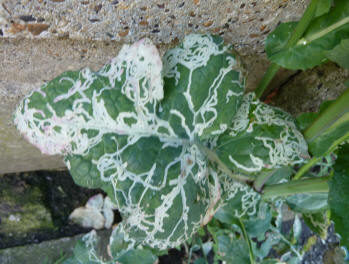 Leafminer patterns on weed leaf