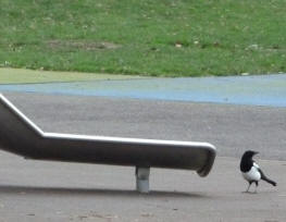 Magpie near slide 2