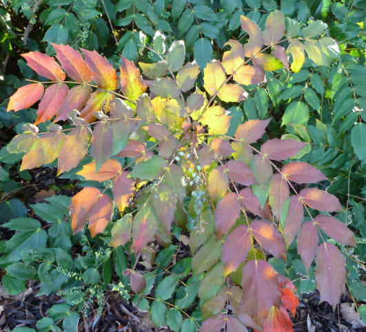 Mahonia bush