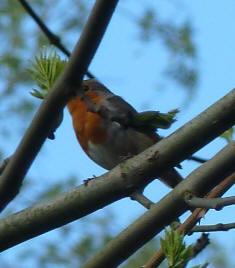 Robin singing