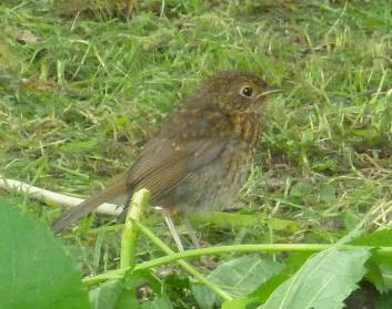 Baby robin