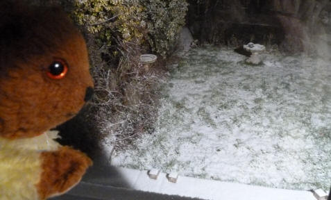 Yellow T4eddy checking on garden snow at nearly midnight