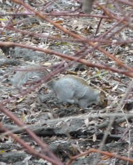 Priory Park squirrel in pond mud