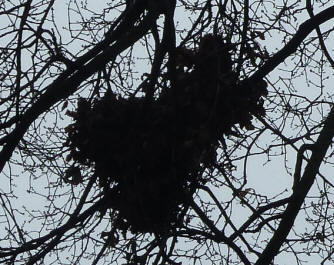 Squirrel's drey, Priory Park