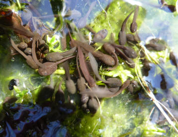 Tadpoles with tails