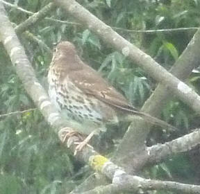 Thrush