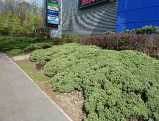 Wavy shrub planting