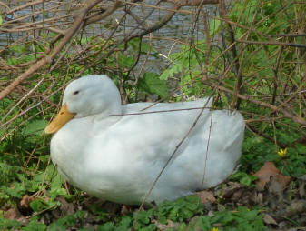White duck resting